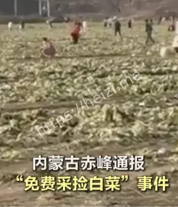 赤峰白菜采捡事件调查