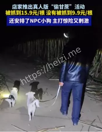 广西真人版偷甘蔗